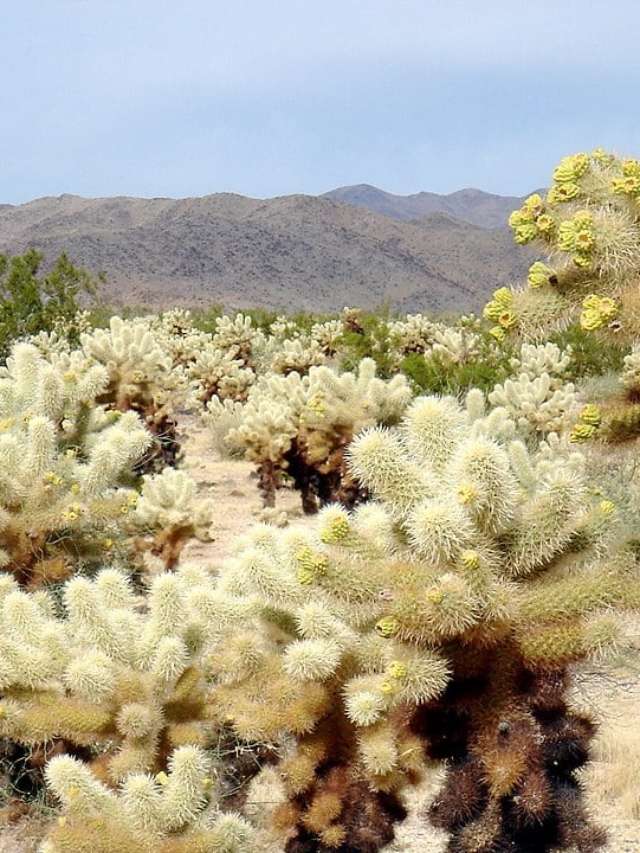 melhores cactos exóticos para iniciantes