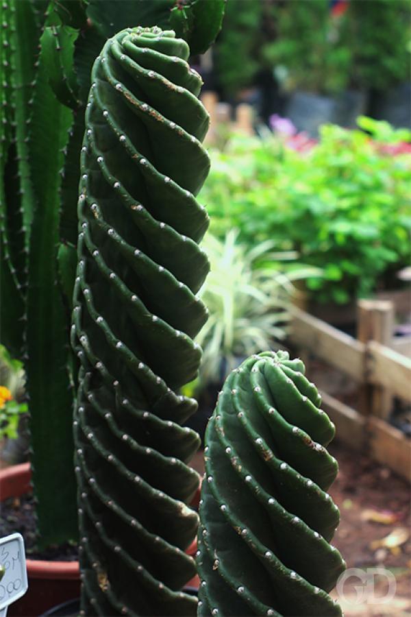 erros comuns ao cuidar de cactos exóticos