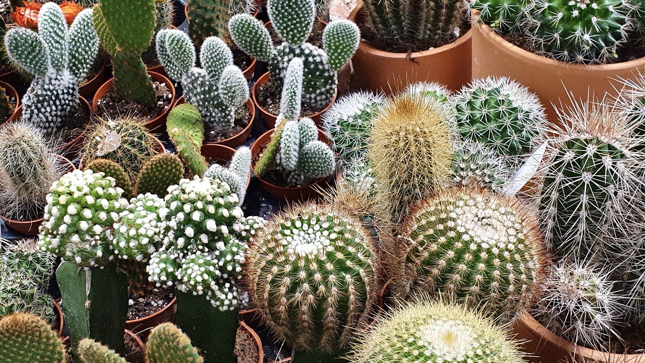 preço médio de cactos exóticos raros