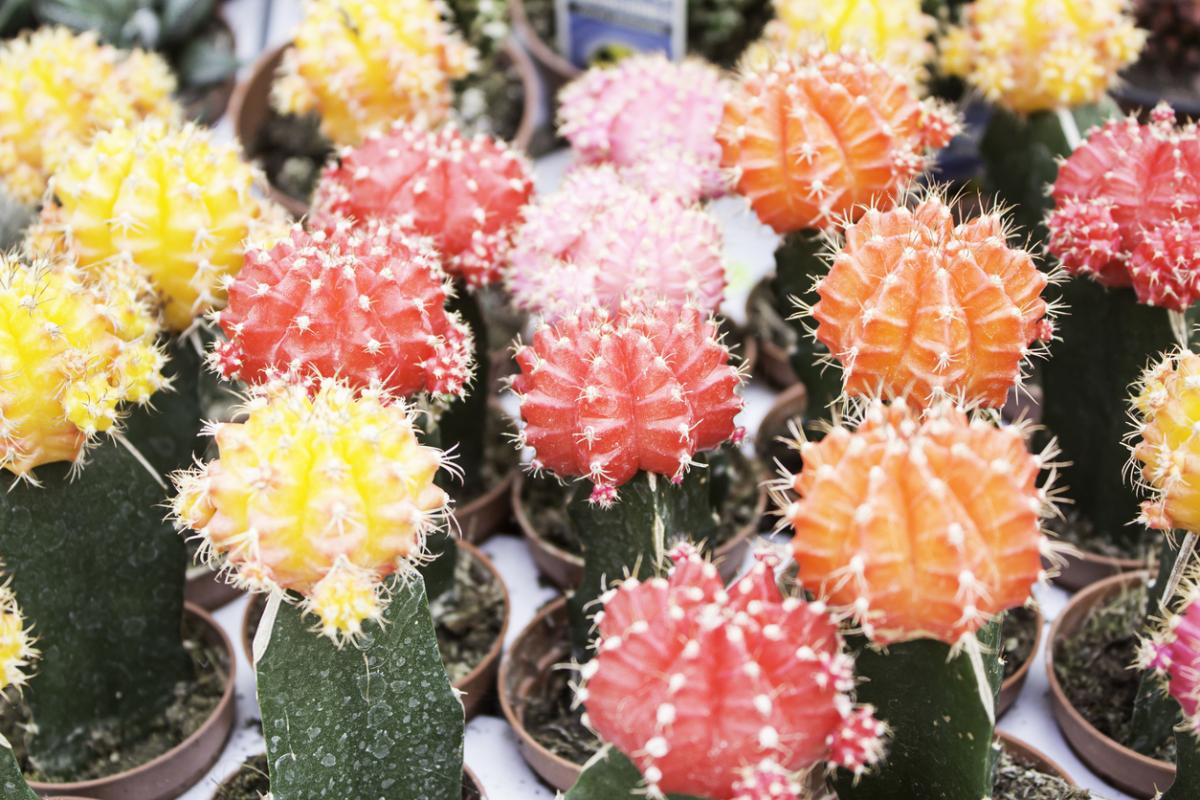 melhores cactos exóticos para iniciantes