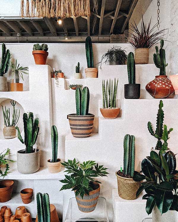 erros comuns ao cuidar de cactos exóticos