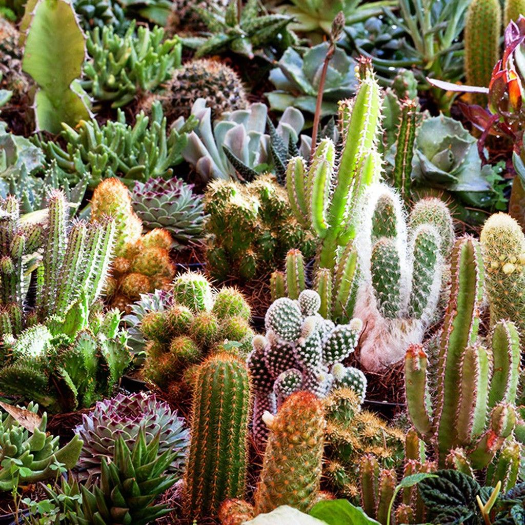 preço médio de cactos exóticos raros