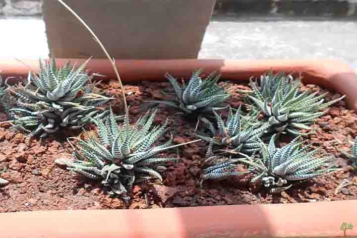 cacto monstro azul vs cacto rabo de macaco