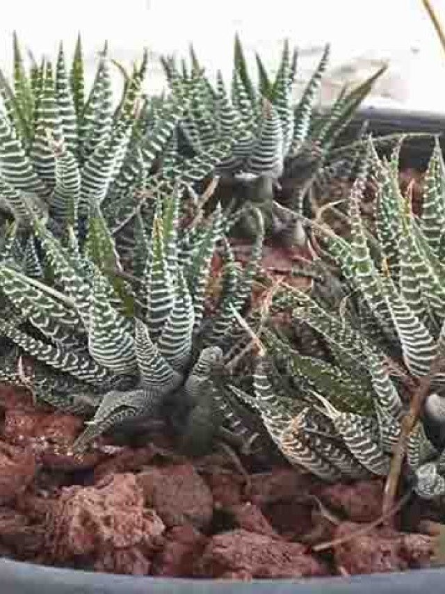 erros comuns ao cuidar de cactos exóticos