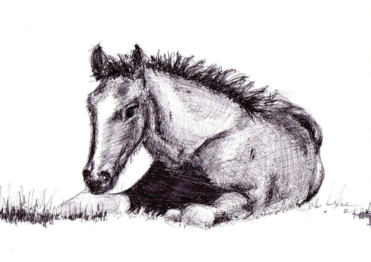 desenho de cavalo a lápis para iniciantes