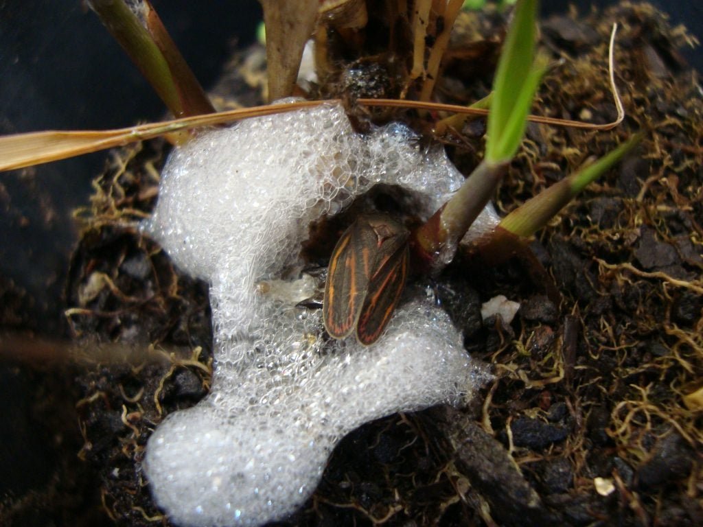 cigarrinha da espuma mecanismo de salto detalhado