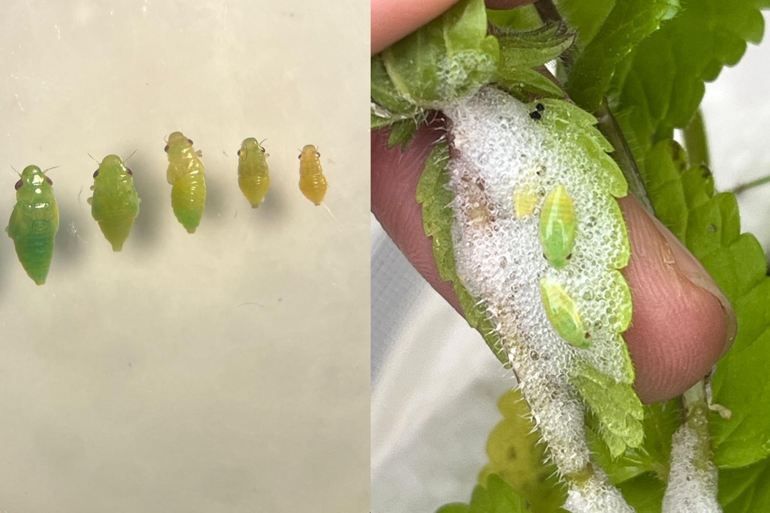 como a cigarrinha da espuma salta tão alto