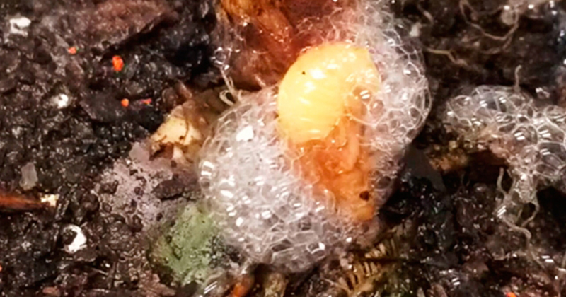 por que a cigarrinha da espuma não quebra as pernas ao saltar