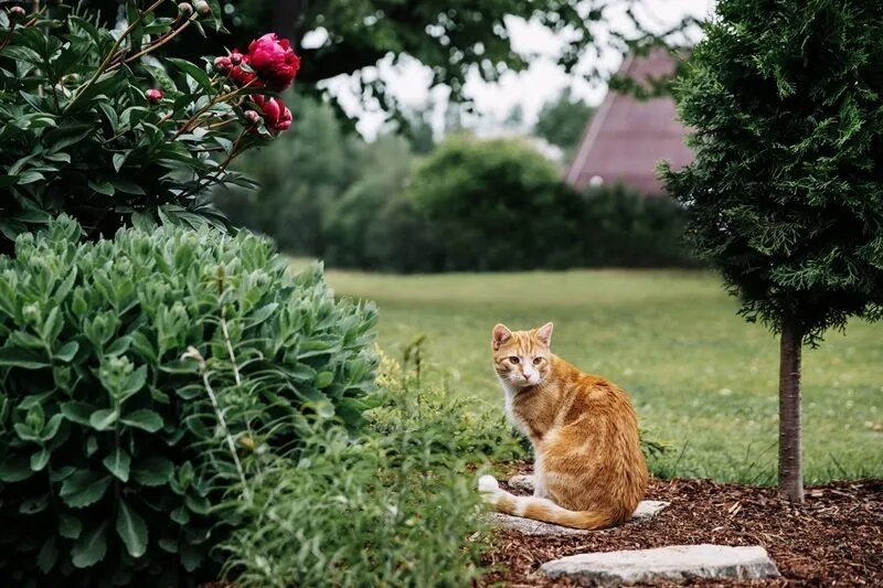 spray de casca de laranja vs repelente comprado para gatos