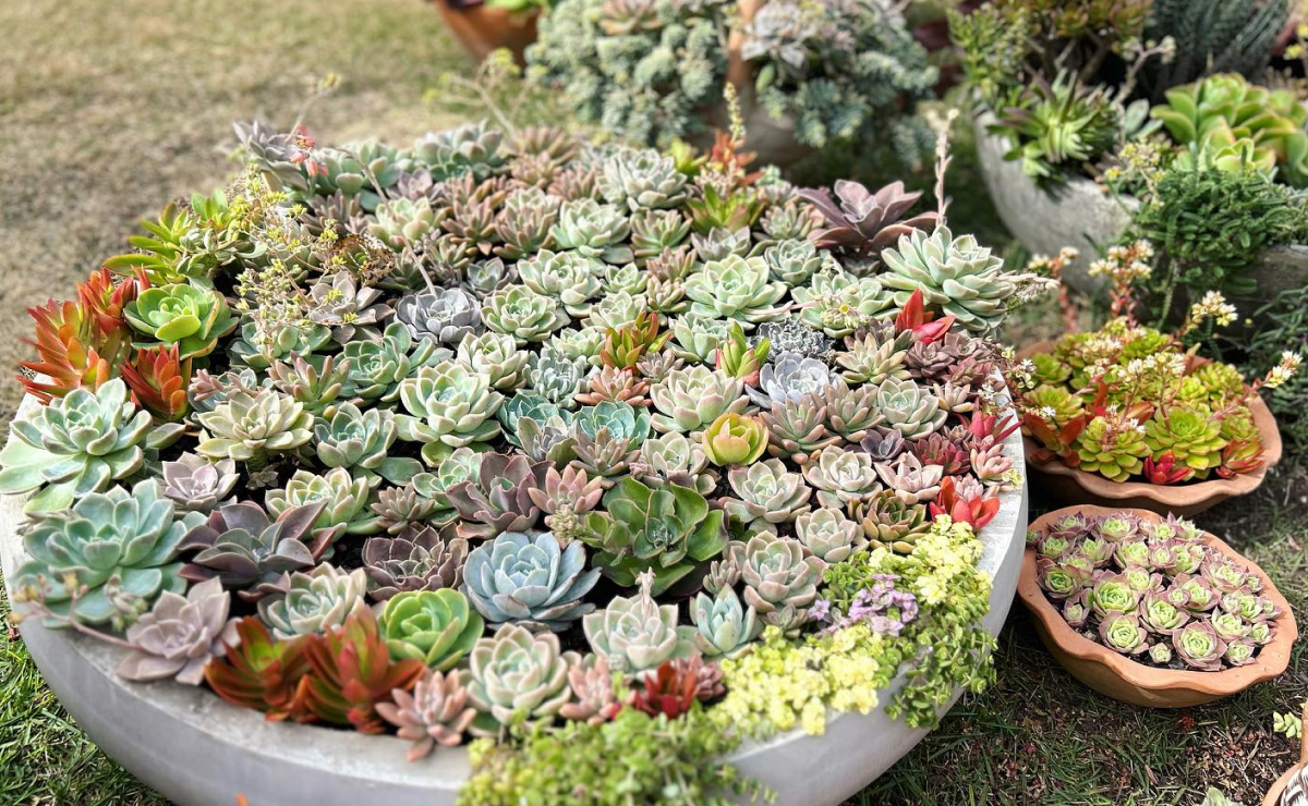 erros comuns ao regar suculentas