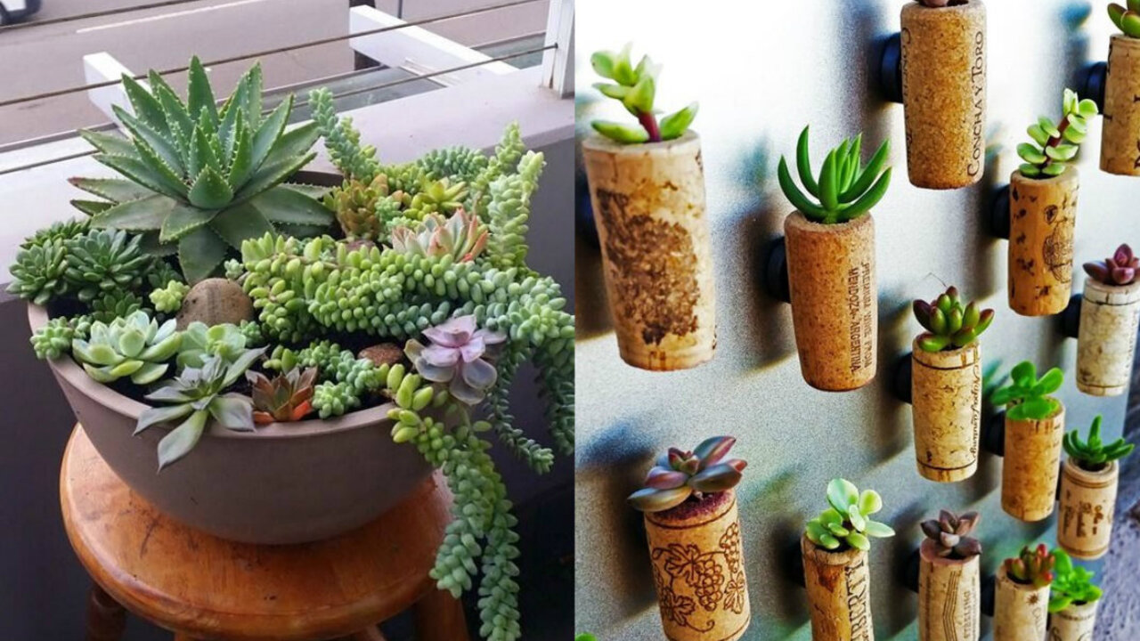 por que suculentas estiolam prateleiras escuras