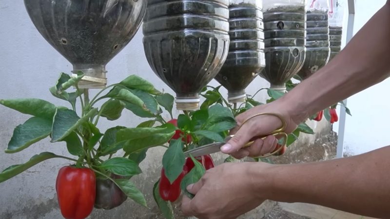 erros comuns na adubação de pimentão em vaso e como evitar