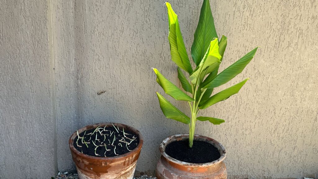 como plantar açafrão da terra em vaso
