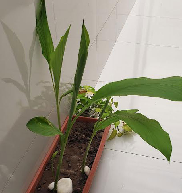 melhores tipos de vasos para açafrão da terra