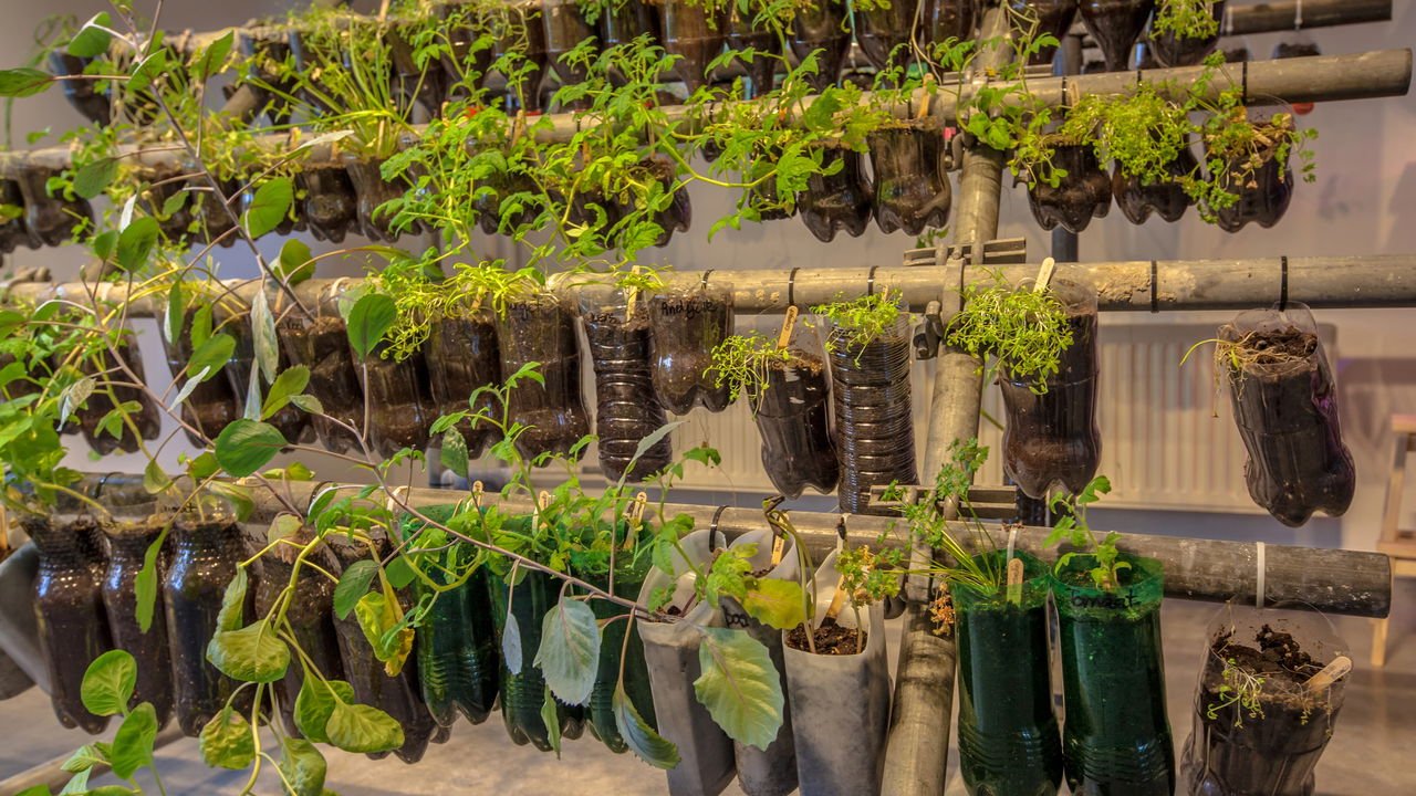 como plantar agrião