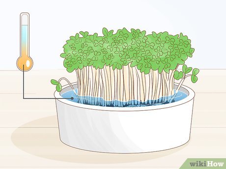 tipos de agrião para plantar em casa