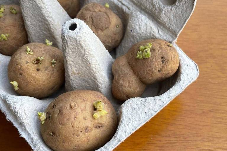 melhores vasos para plantar batata inglesa