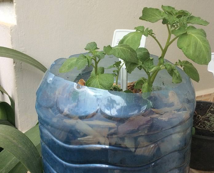 erros comuns ao plantar batata em vaso