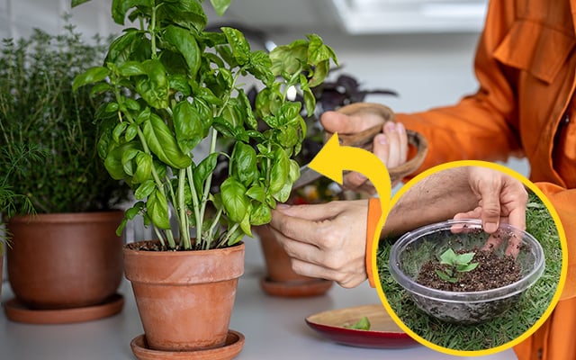 como plantar manjericão