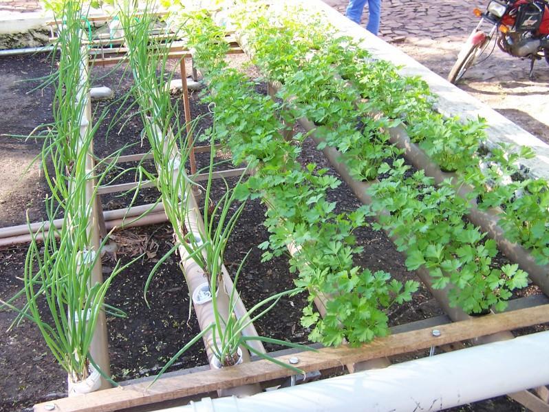 melhores temperos para plantar em casa