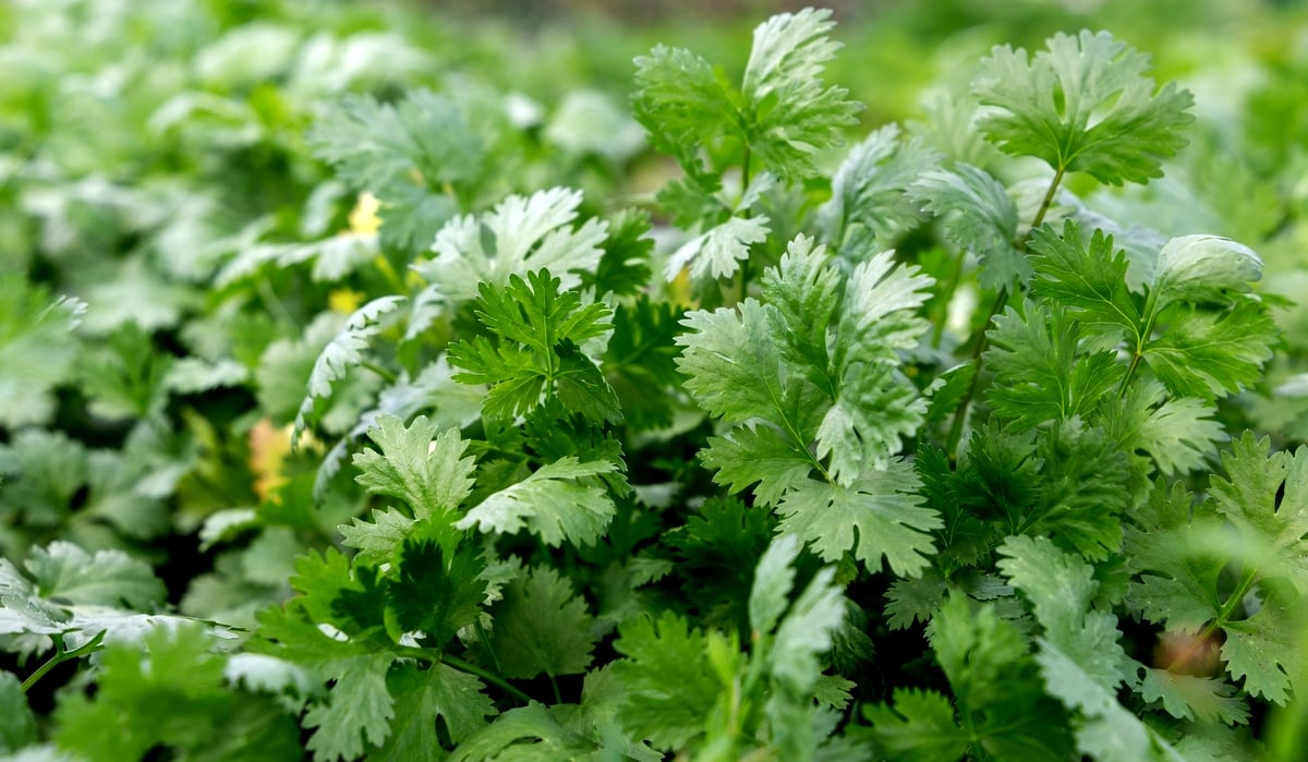 erros comuns ao plantar salsinha