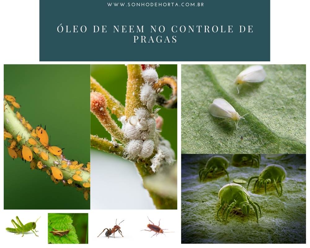 controle de pragas na horta com óleo de neem