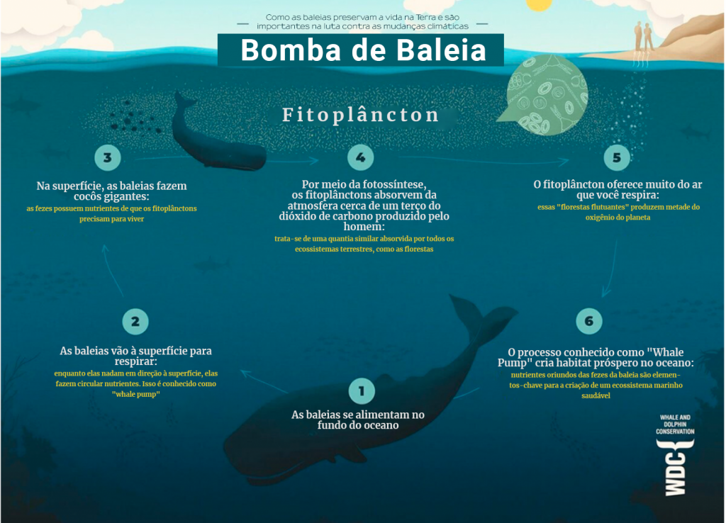 custos de conservação da baleia azul