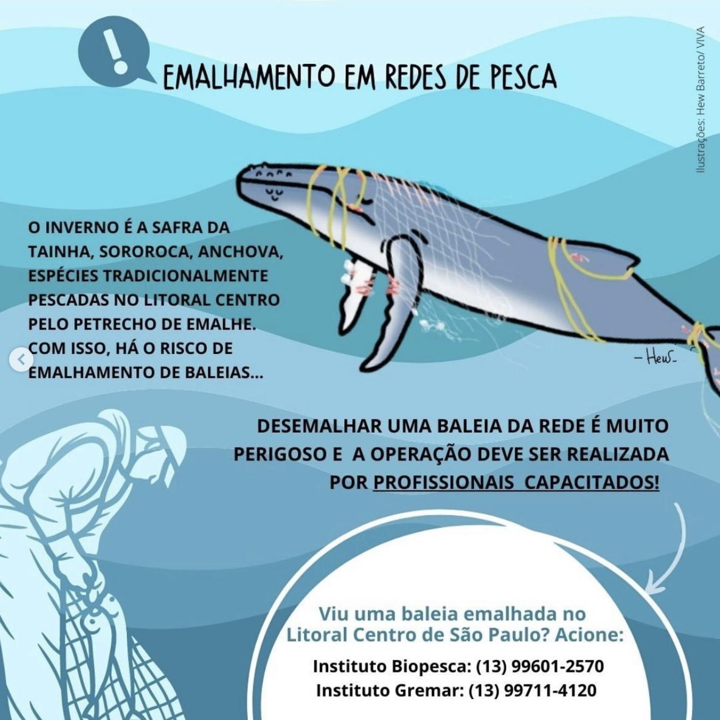 como as baleias azuis salvam o planeta