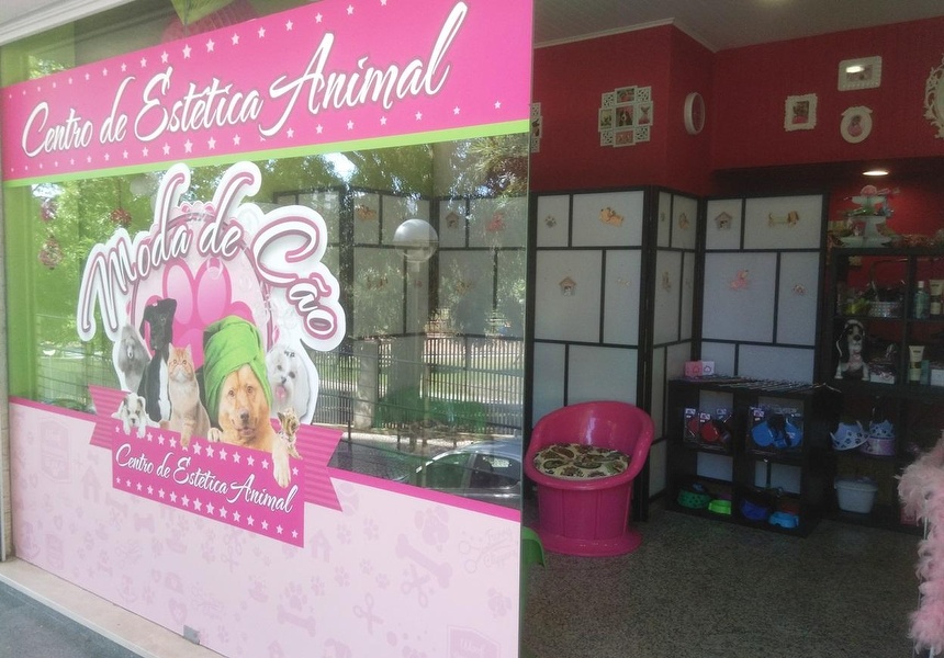 erros comuns na decoração de pet shop