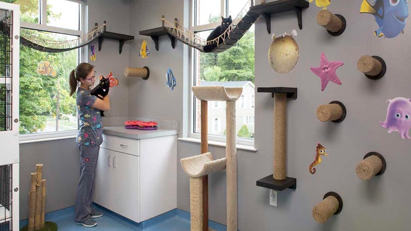 erros comuns na decoração de pet shop