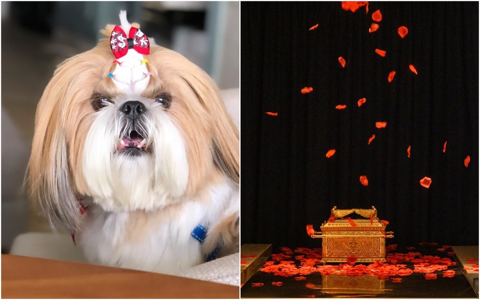 erros comuns na decoração de crematório pet