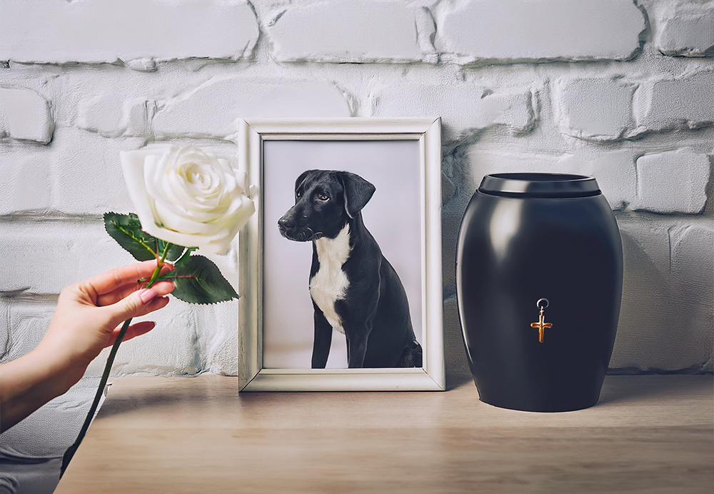 como decorar sala de despedida pet