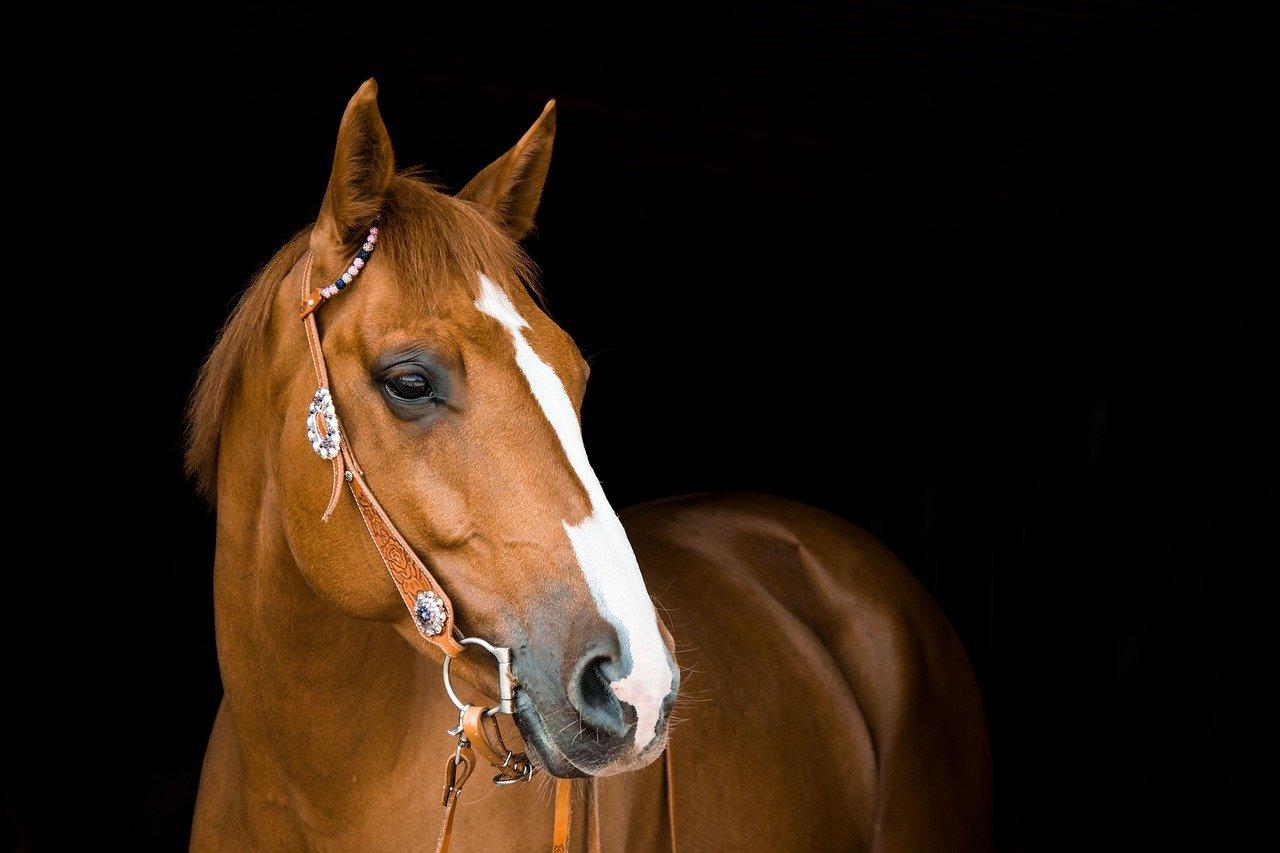 como desenhar a cabeça de um cavalo em perfil