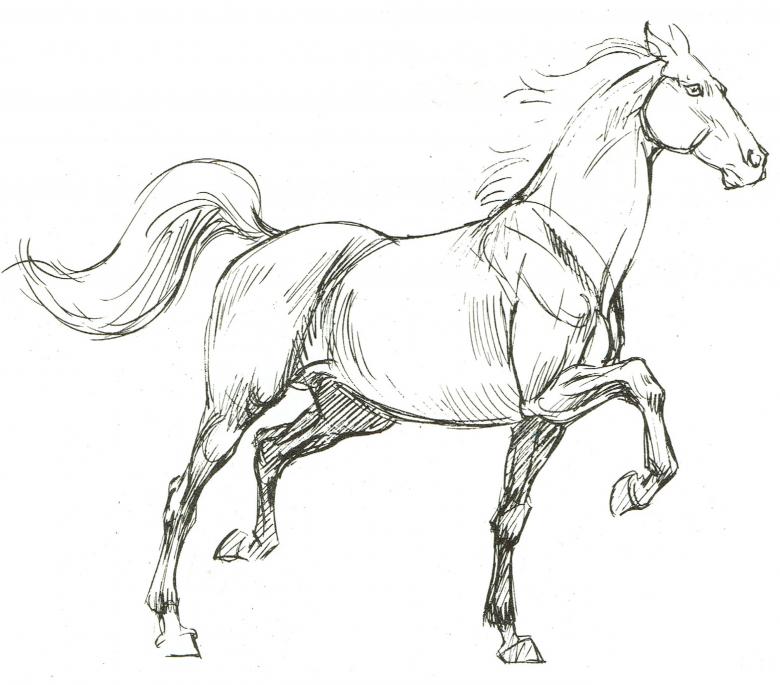 desenho de cavalo