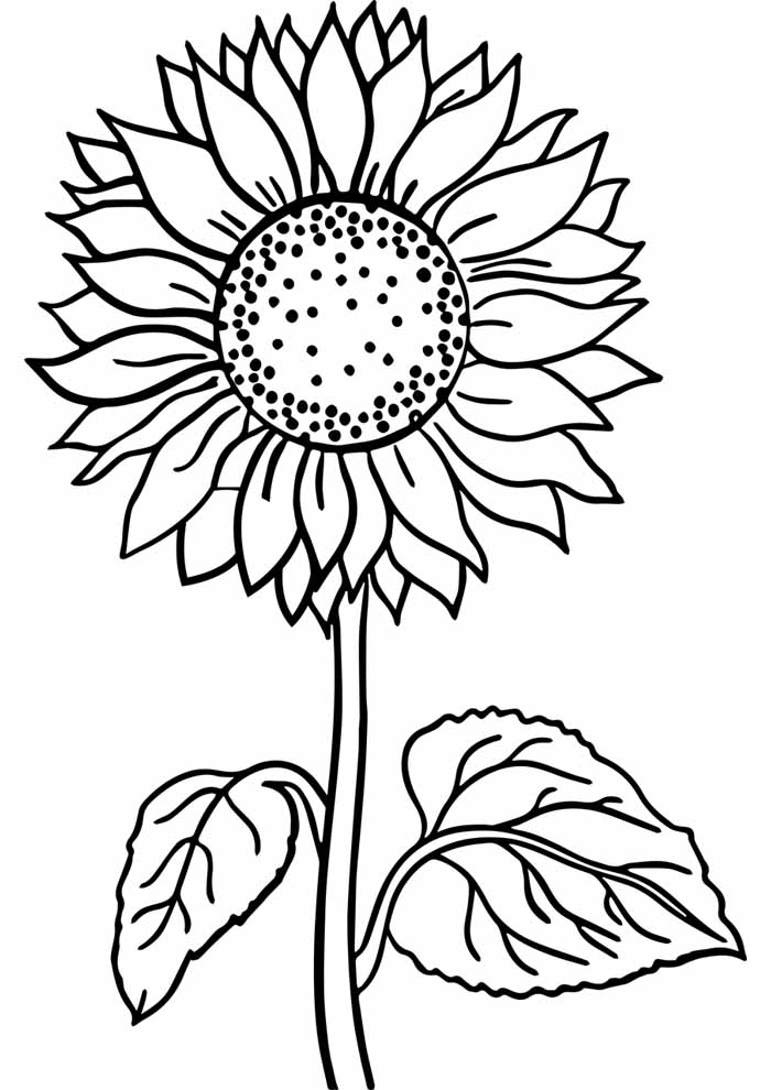 imagens de flores para colorir