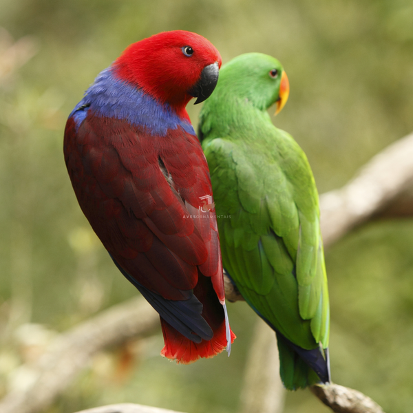 Papagaio Ecletus preço