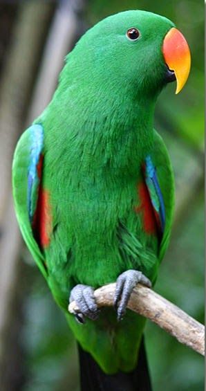 Comprar Papagaio Ecletus
