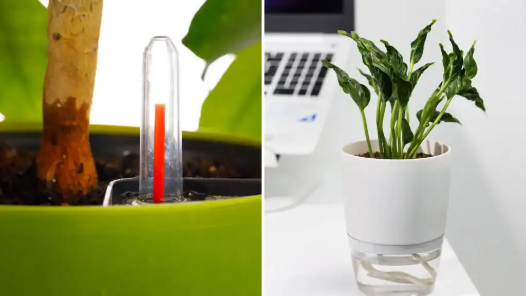 melhores plantas para vaso autoirrigável
