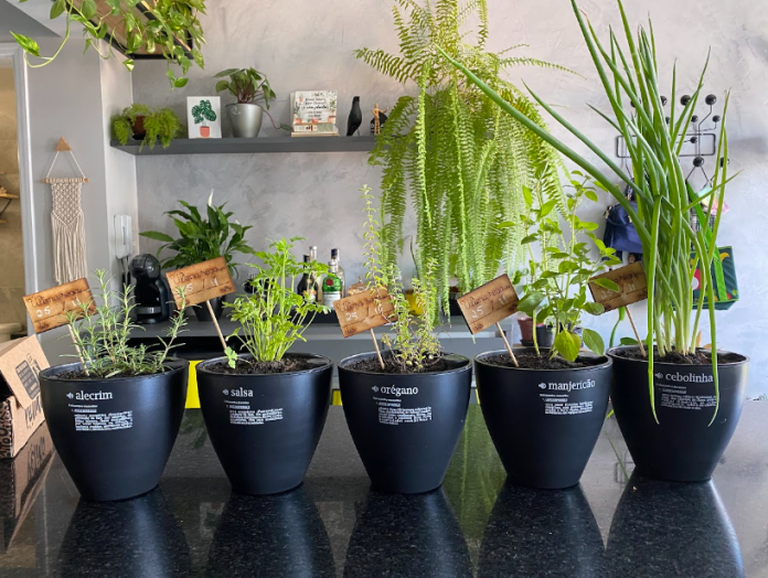 por que meu vaso autoirrigável está matando minhas plantas