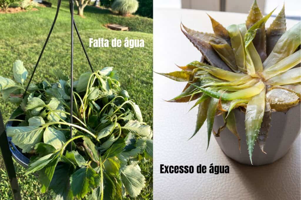 erros comuns irrigacao jardim plantas morrendo