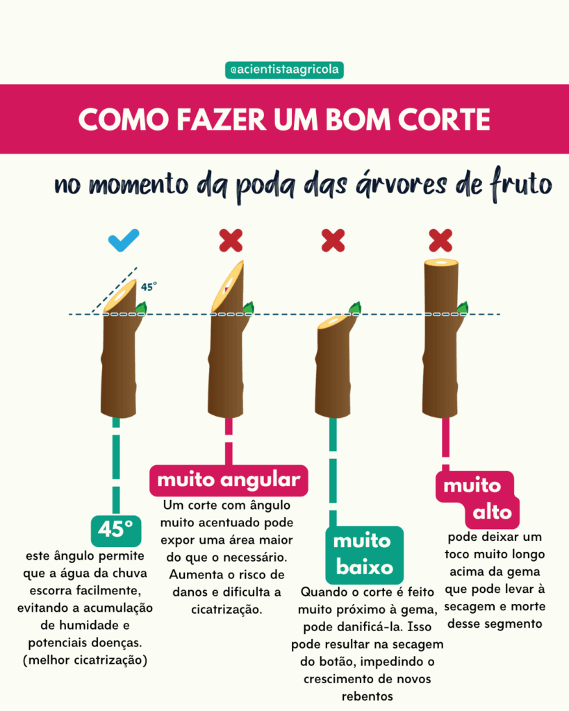 erros comuns na poda de frutificação e como evitar