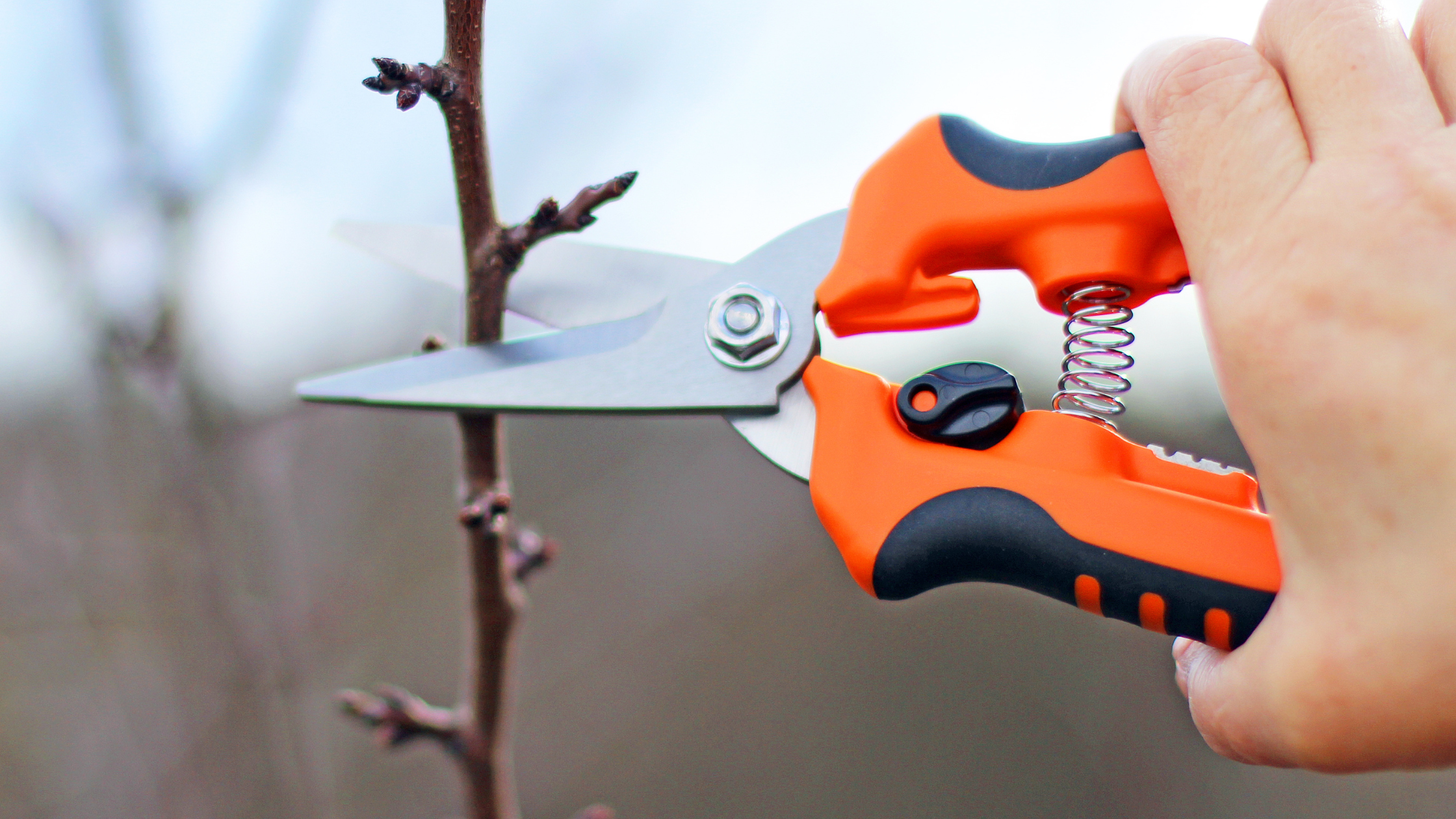 meu pé de fruta não dá frutos por causa da poda o que fazer