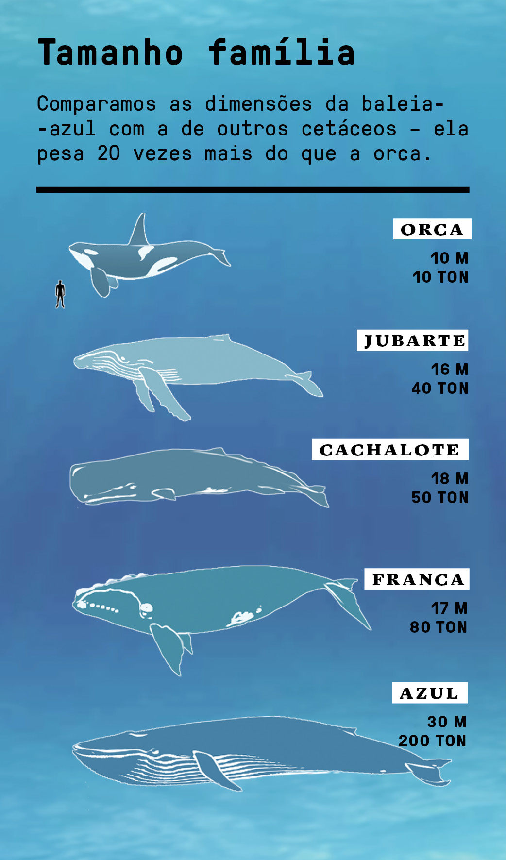 fatos impressionantes sobre baleia azul