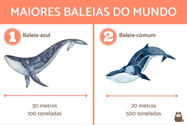 mitos sobre a escala da baleia azul