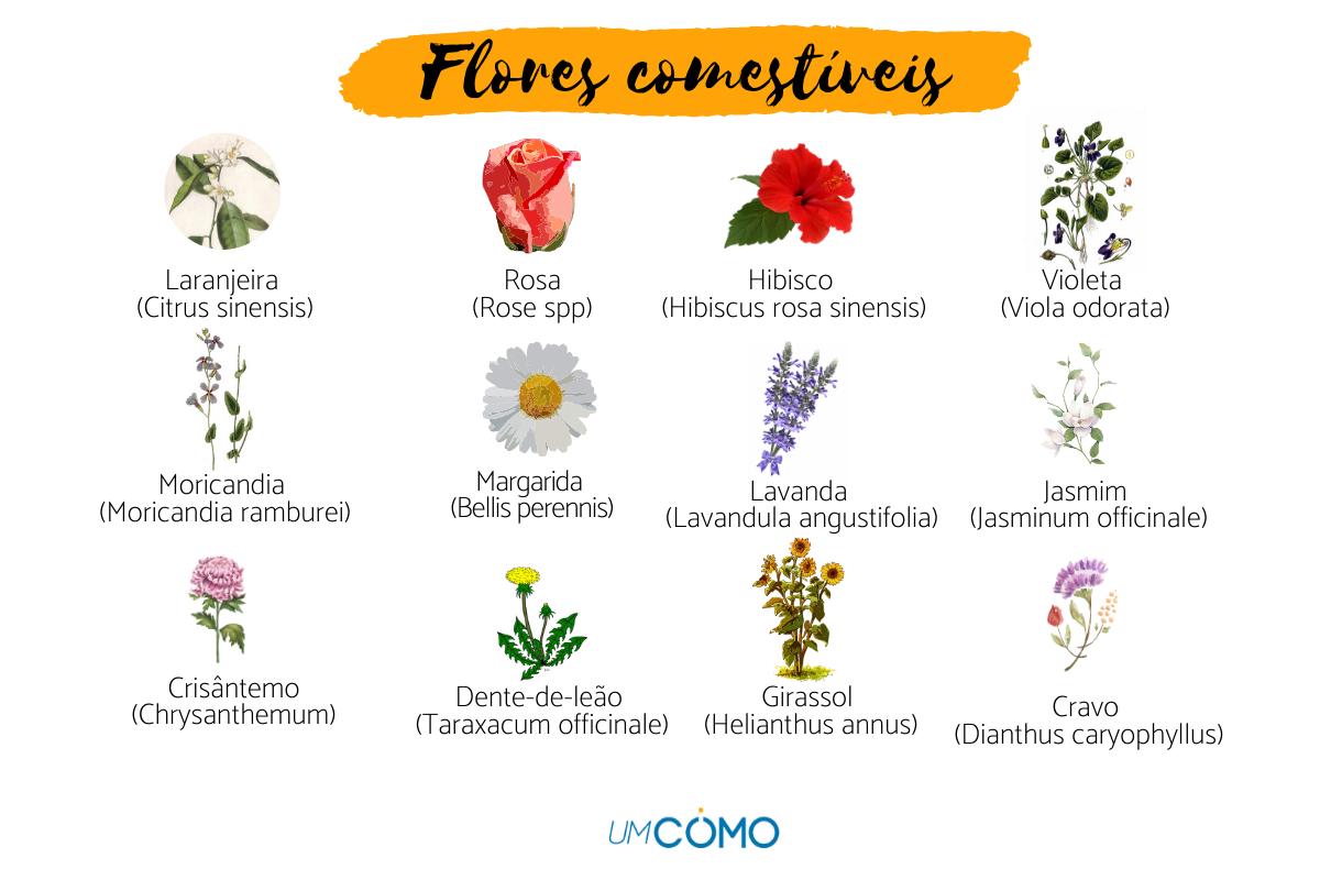 erros comuns ao cuidar de flores raras