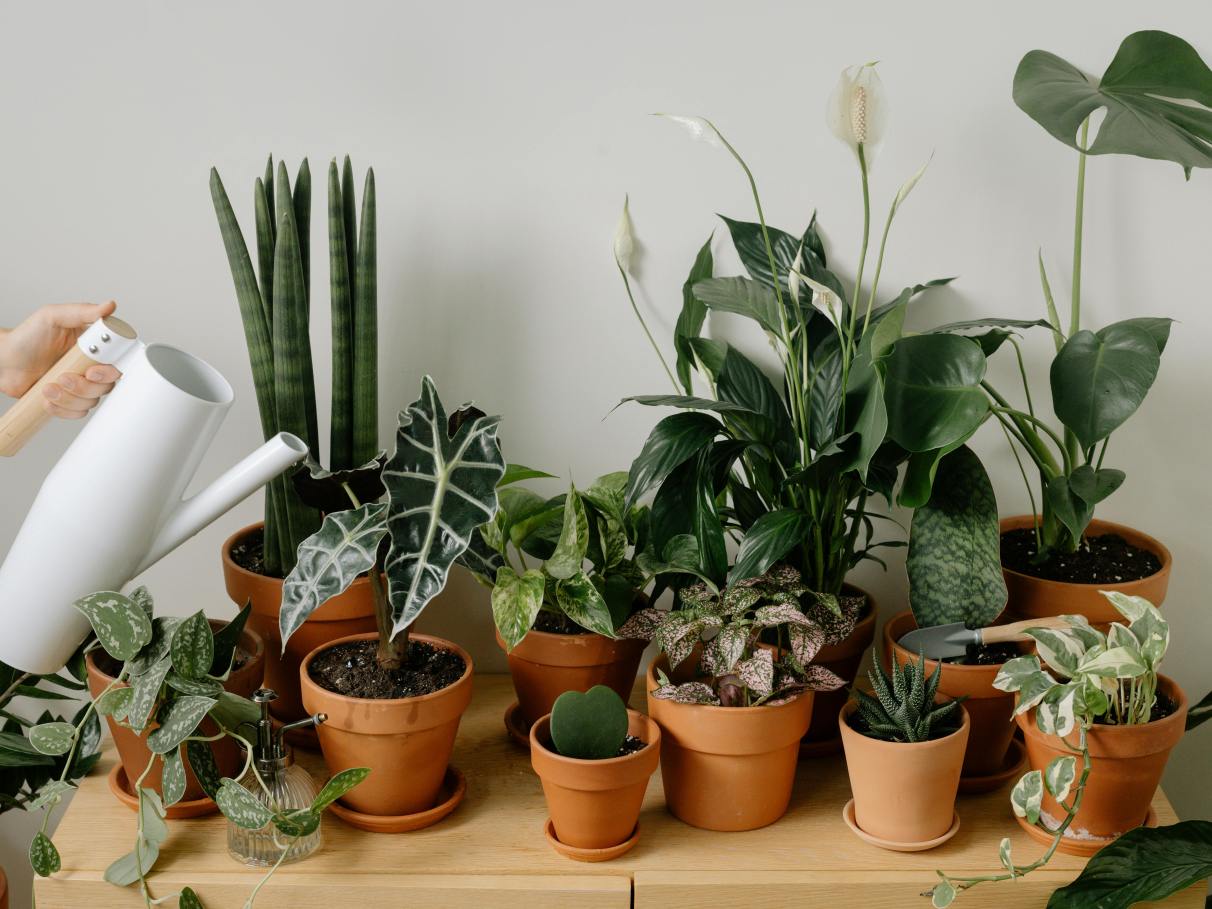 lírio da paz vs antúrio para jardim de inverno com pouca luz