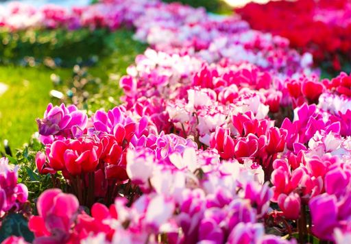 flores de inverno coloridas e fáceis de cuidar