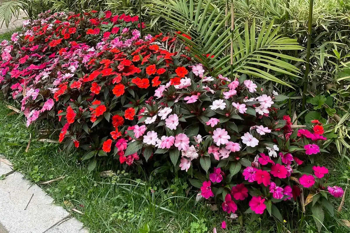 flores de inverno coloridas e fáceis de cuidar