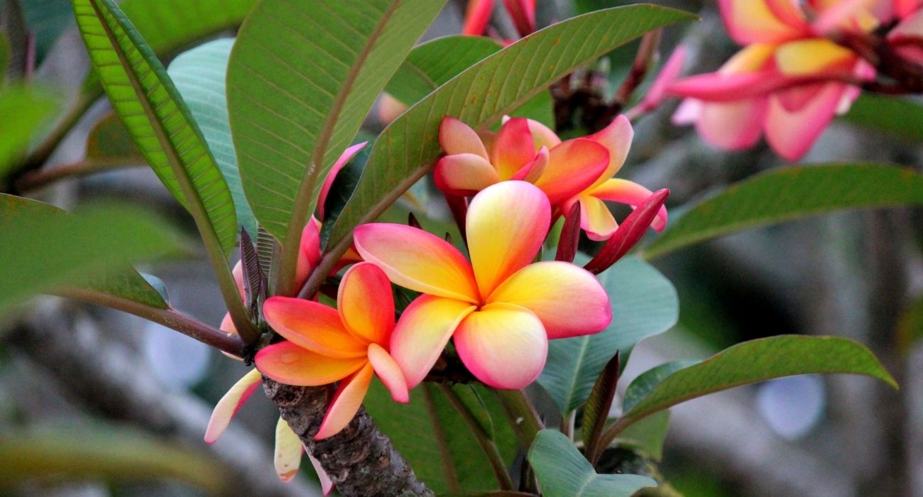 erros comuns ao cuidar de flores de jardim de inverno