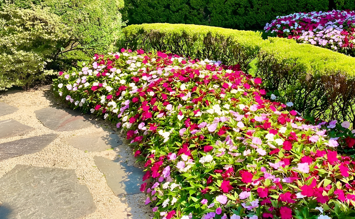 flores para jardim que florescem em semanas